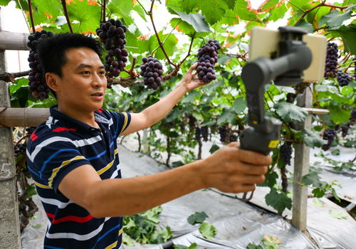 图片故事 张雄的返乡新生活